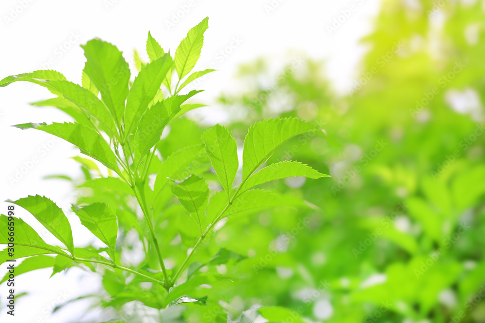 Fresh green nature tree leaves on blurred background in the morning sunlight. Natural background with copy space. Fresh green nature tree leaves on blurred background in the morning sunlight. Natural background with copy space.
