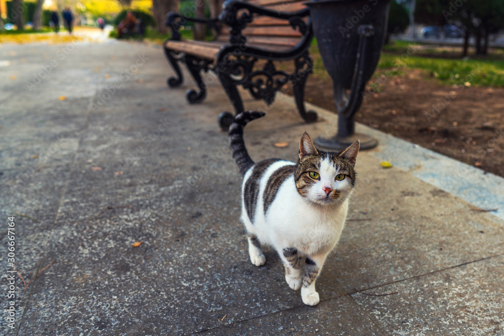 Beautiful stray cat in a city park