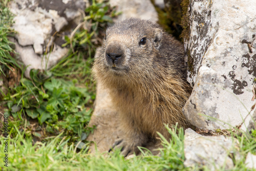 portrait of a marmot at the entrance of his burrow, Vercors France