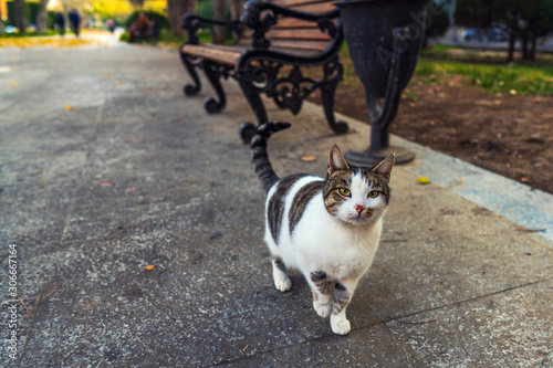 Beautiful stray cat in a city park