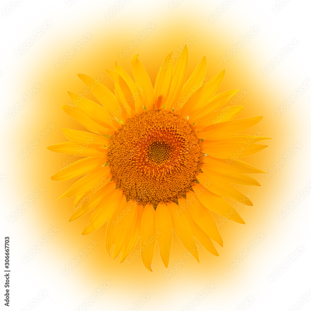 Obraz premium sunflower isolated on white background