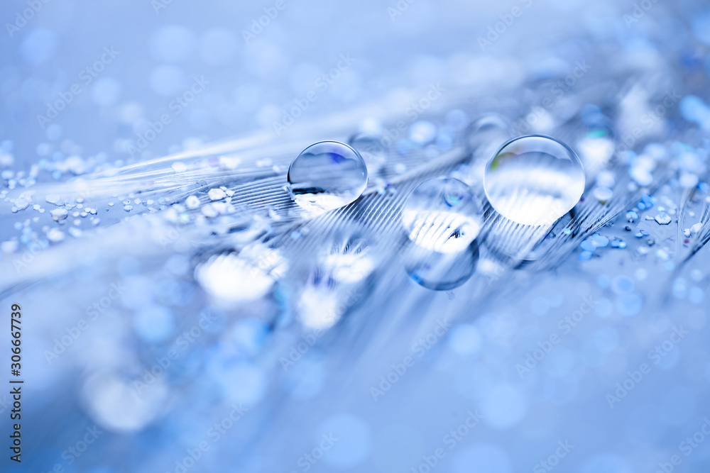 Beautiful water drops on the feather. Macro. Beautiful soft light blue and violet background. Selective focus. Background with copy space. Beautiful water drops on the feather. Macro. Beautiful soft light blue and violet background. Selective focus. Background with copy space.