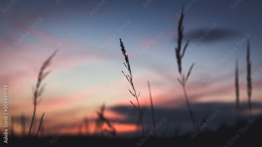 Gräser bei sonnuntergang