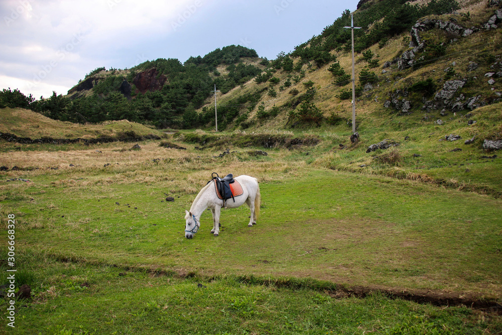 A horse grazes in a meadow along the way to Songaksan Mountain in Jeju Island, South Korea A horse grazes in a meadow along the way to Songaksan Mountain in Jeju Island, South Korea