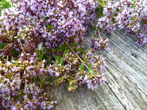 Bunch of fresh Oregano twigs with flowers on old wooden desk. Pink flowers bouquet of Origanum Vulgare. Rustic, flowers, herbs, macro, blurred floral blossom background.