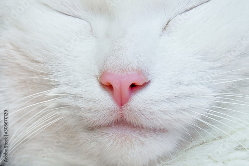 White cat. Nose, lips, mustache, fur and eyes close-up