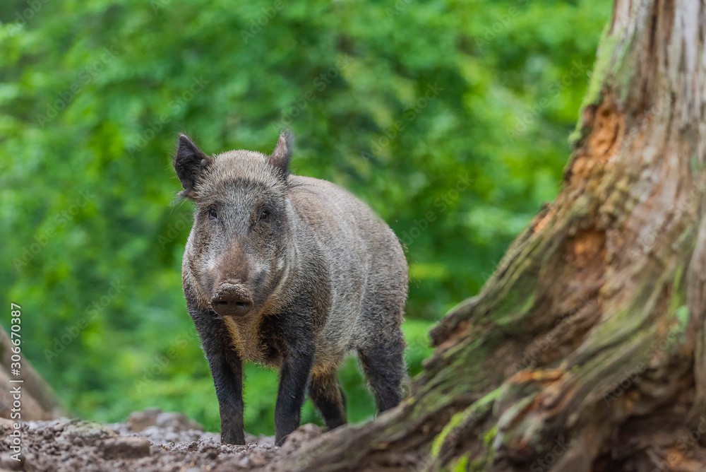 pig wild pig wild