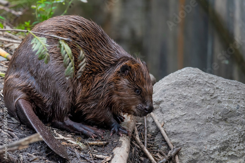 Eurasian beaver