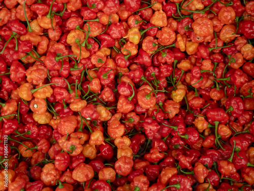 Red Grenada Peppers