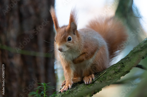 Eichhörnchen im Wald © Dominik