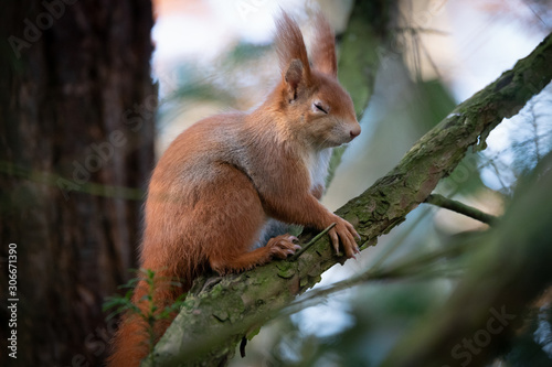 Eichhörnchen im Wald © Dominik