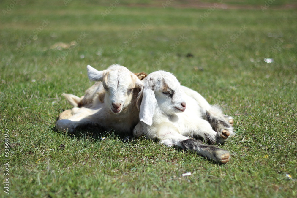 Fototapeta premium Cute baby goats