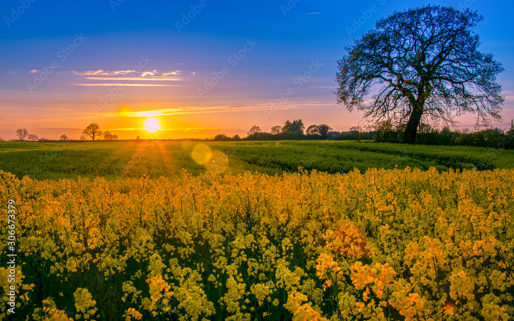 Obraz premium Rapsfeld am Abend