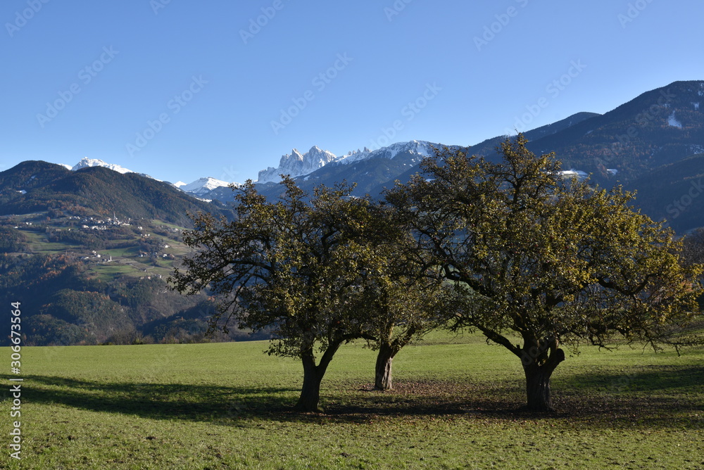 Three trees on a mountain meadow in autumn