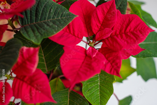 Bush of Red poinsettia  Christmas star  is a traditional Christmas flower at home for decoration. Christmas background.