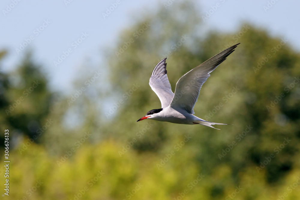 Common tern flying. Cute fast agile white waterbird. Bird in wildlife. Common tern flying. Cute fast agile white waterbird. Bird in wildlife.