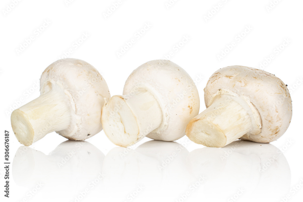 Group of three whole fresh white champignon isolated on white background Group of three whole fresh white champignon isolated on white background