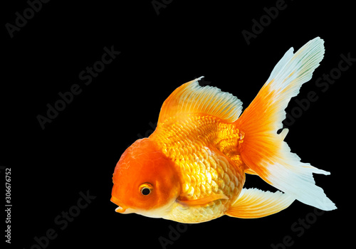 movement of Goldfish (carassius auratus) oranda jelly fish head isolated on black background 