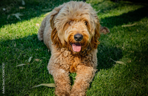 A puppy sitting on grass and sticking his tongue out.