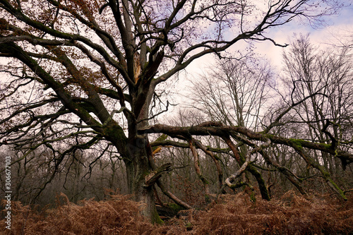 ein alte Eiche im Urwald Sababurg im Reinhardswald photo