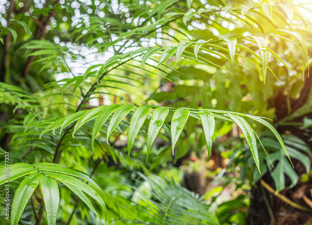 Obraz premium leaves of Giant fern or King fern (Angiopteris evecta (G.Forst.) Hoffm) roll curled growing out from the soil in spring tropical forest 