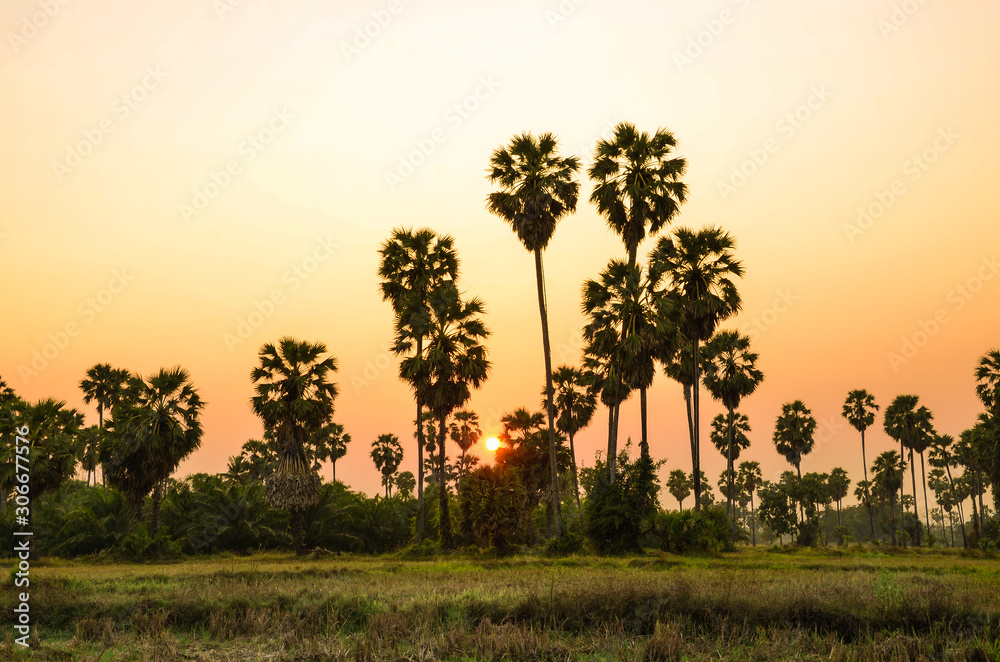 Palm trees with colorful sunset background Palm trees with colorful sunset background