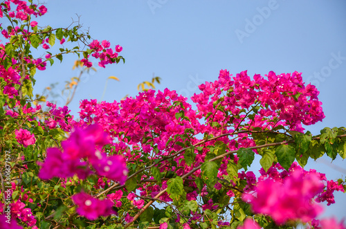 Beautiful pink flower outdoor.