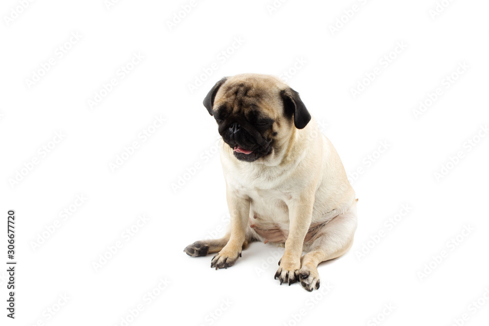 Cute pug dog yawning. Very sad dog isolated on white