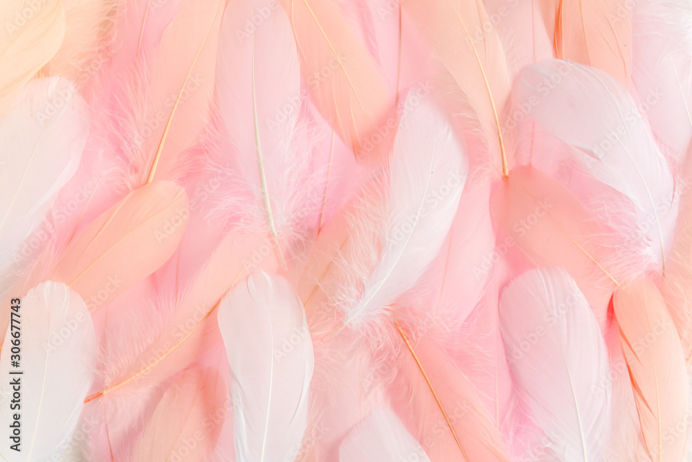 Pink feathers textured background. Feather background. Flat lay, top view