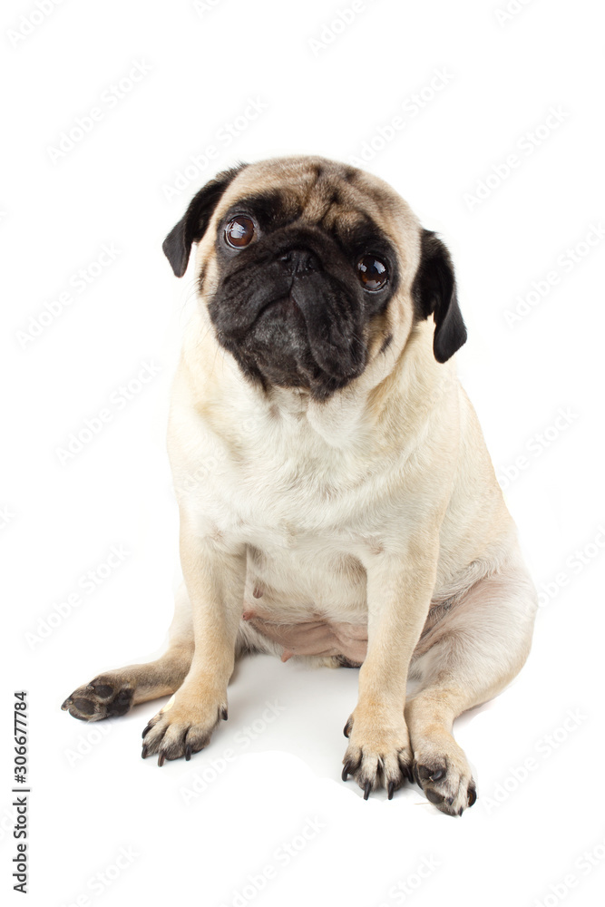 Cute pug dog looking innocent. Very sad dog isolated on white