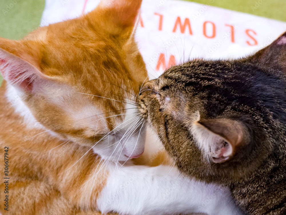 二匹の猫のじゃれあい Stock Photo Adobe Stock