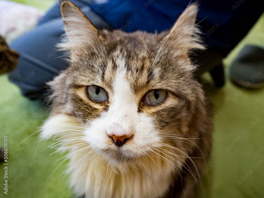 正面からじっと見つめる青い目の猫 Stock Foto Adobe Stock