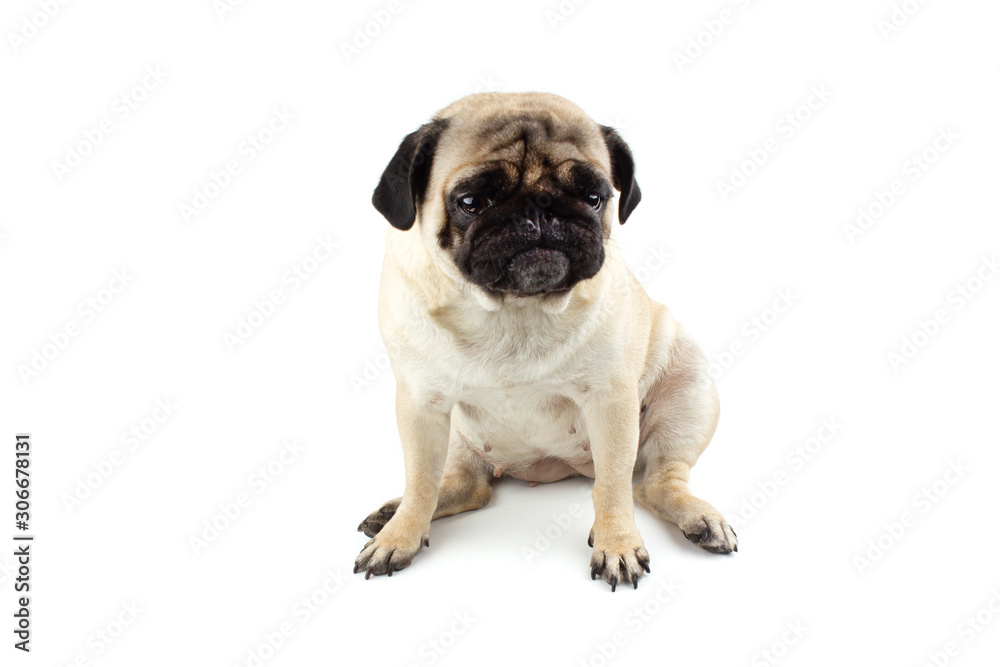 Cute pug dog with very funny face. Very sad dog isolated on white