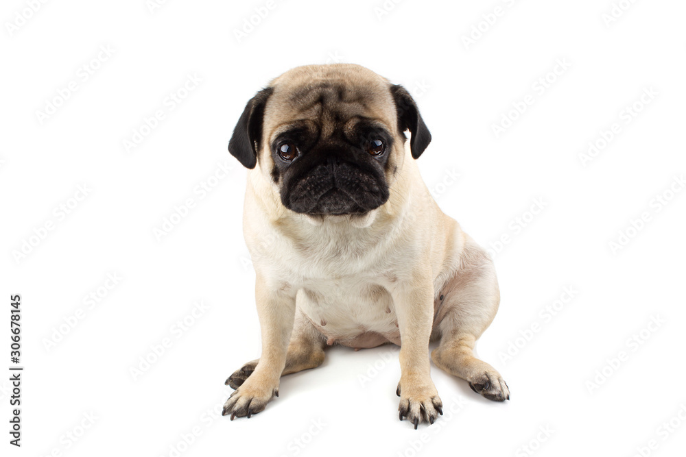 Cute pug dog looking innocent. Very sad dog isolated on white