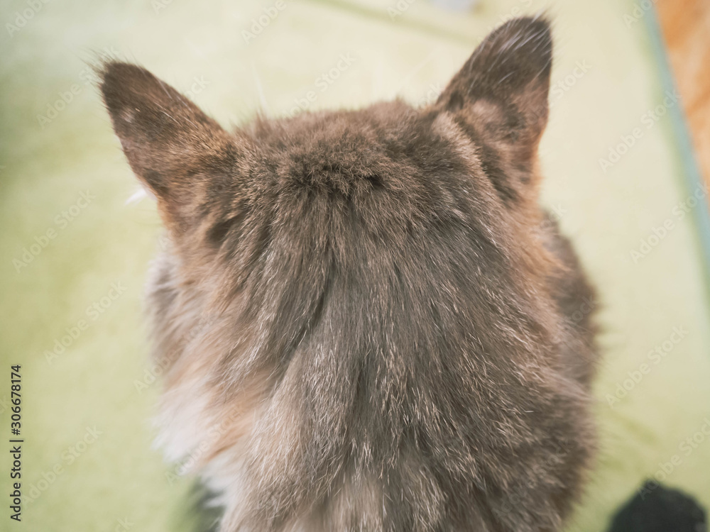 Obraz premium 猫の後ろ姿