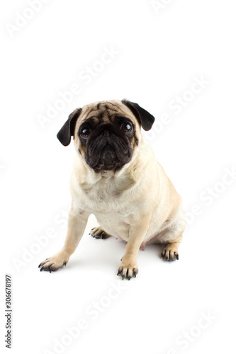 Cute pug dog looking innocent. Very sad dog isolated on white