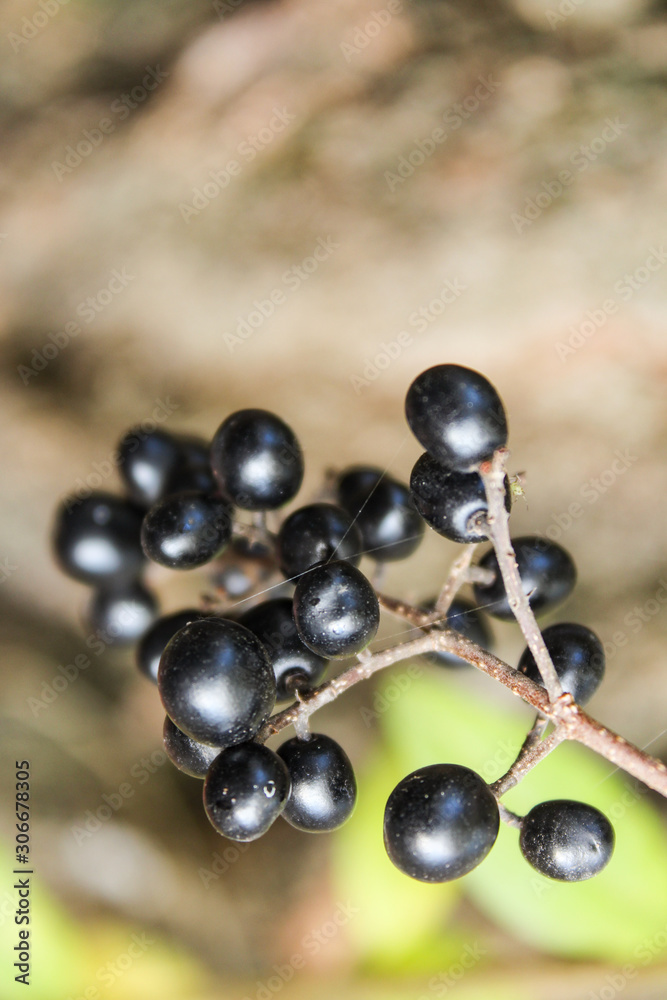 Herbst und Wintermotiv mit Ligusterzweig