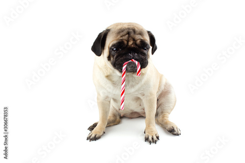 Sad innocent pug dog with red and white twisted christmas candy. Isolated