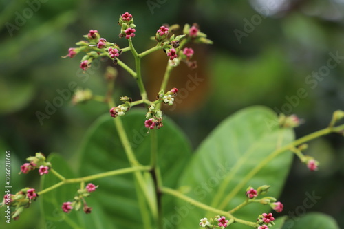 flowers in thropical garden photo