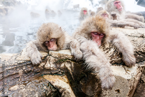 Sleeping Snow monkeys from Jigokudani Monkey Park in Japan, Nagano Prefecture. Cute Japanese macaques sitting in a hot spring. photo