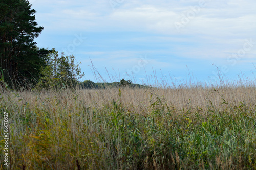 Autumn, reeds by the sea.