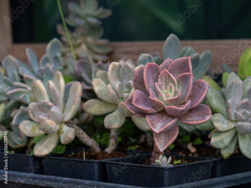 Beautiful sempervivium tectorum is a Succulent plant that develops tissues that can store water in cells according to different parts of the tree. photo