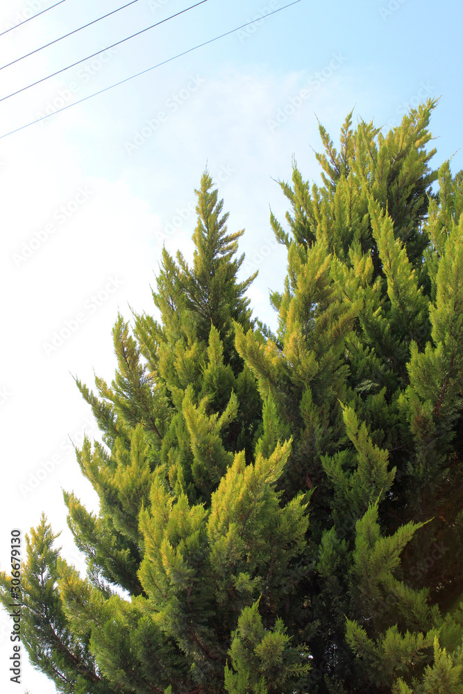 Baum Baum
