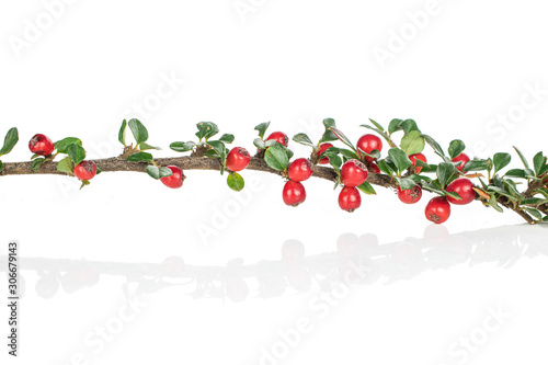 Lot of whole wild red rowanberry branch isolated on white background photo