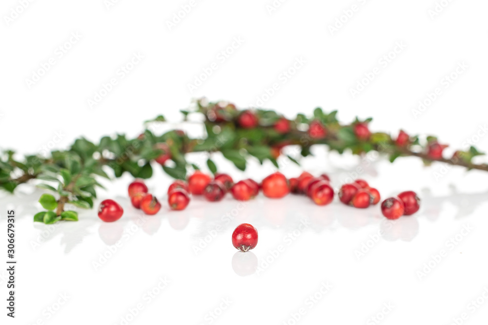 Lot of whole bright wild red rowanberry front focus isolated on white background Lot of whole bright wild red rowanberry front focus isolated on white background