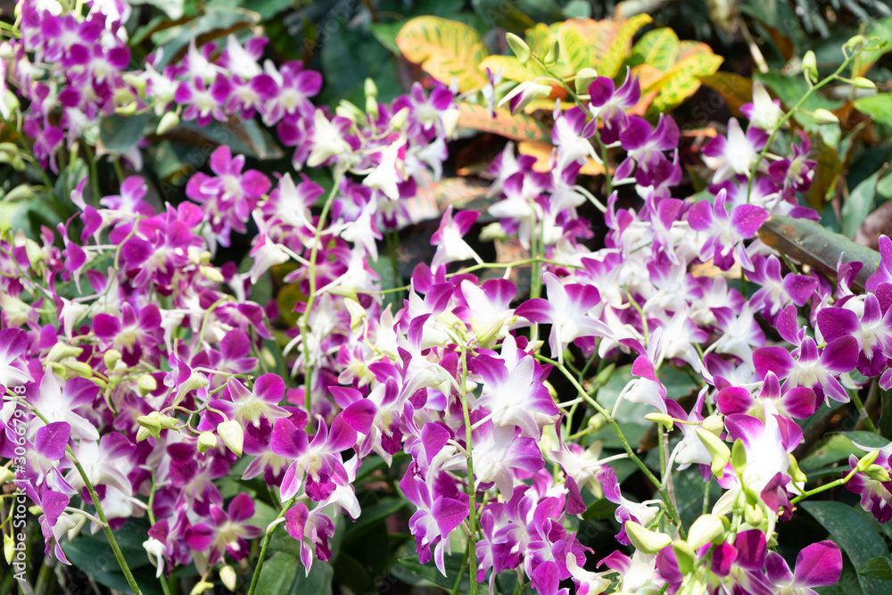 Orquideas Orquideas