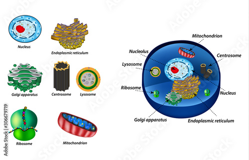 Set the cell organelles. Structure of human cells. Organelles. Nucleus, endoplasmic reticulum, Golgi apparatus, mitochondria, centrosome, lysosome, the ribosome. Infographics. Vector illustration. photo