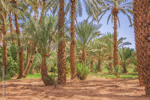 Cultivation of luzerne under palm trees in the Oulad Othmane oasis on road 9 between Agdz and Zagora photo