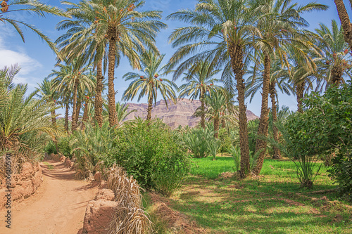 Unpaved road and lucerne under palm trees in the Oulad Othmane oasis on road 9 between Agdz and Zagora