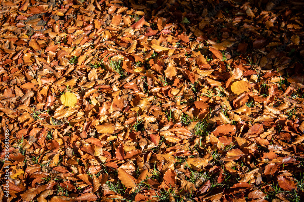 Herbstmotiv mit Herbstlaub auf dem Rasen Herbstmotiv mit Herbstlaub auf dem Rasen
